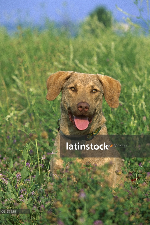 Retrato de Chesapeake Bay Retriever (Canis familiaris) en pasto