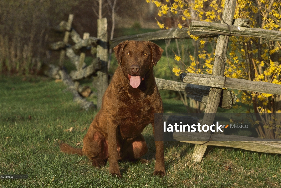 Retrato de Chesapeake Bay Retriever (Canis familiaris) junto a la valla de madera