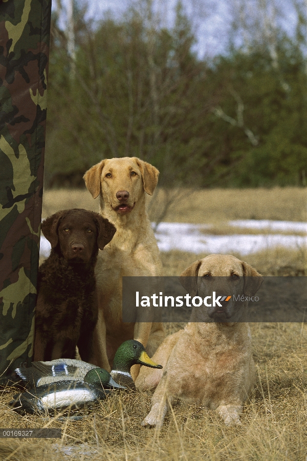 Chesapeake Bay Retriever (Canis familiaris) dos adultos y un perrito sentado con trampas