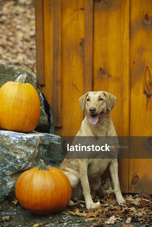 Chesapeake Bay Retriever (Canis familiaris) sentado con calabazas