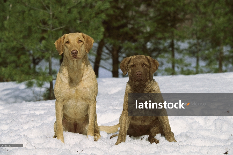 Chesapeake Bay Retriever (Canis familiaris) adulto y cachorro sentado en la nieve