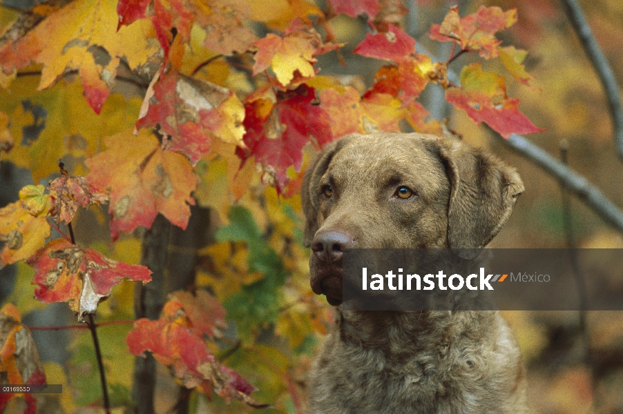 Chesapeake Bay Retriever (Canis familiaris) retrato con colores de otoño