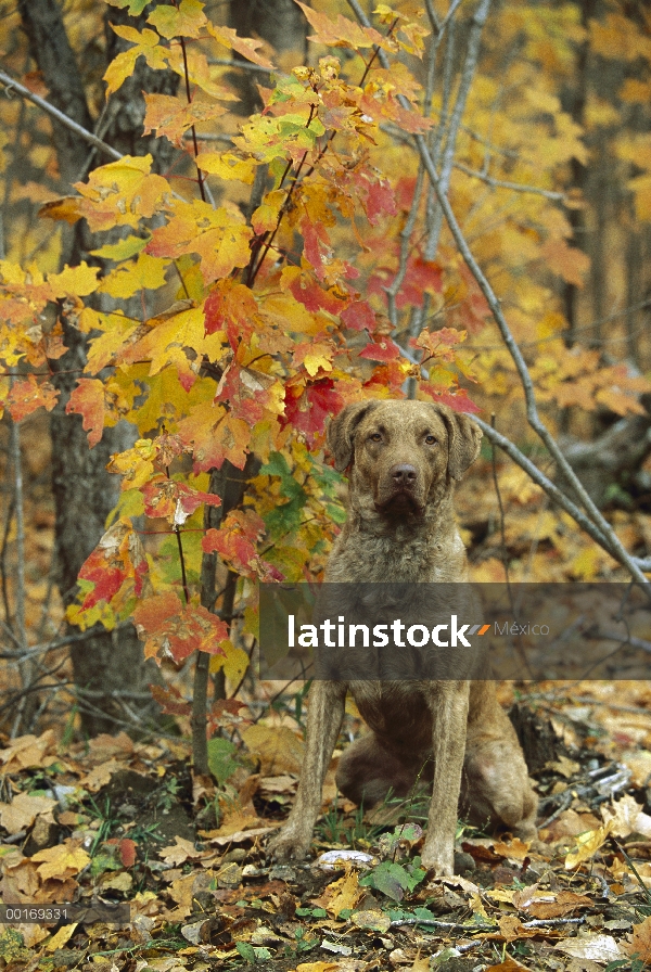 Chesapeake Bay Retriever (Canis familiaris) retrato con colores de otoño