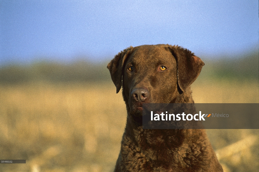 Retrato de adultos Chesapeake Bay Retriever (Canis familiaris)