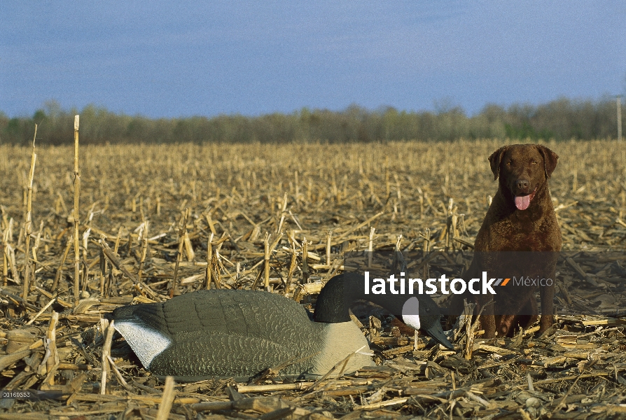 Chesapeake Bay Retriever (Canis familiaris) con señuelo de ganso antes de caza