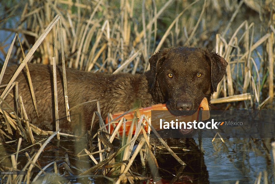 Chesapeake Bay Retriever (Canis familiaris) en humedales con tope durante ejercicio de entrenamiento