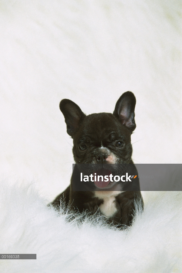 Cachorro de Bulldog Francés (Canis familiaris) en paño peludo blanco