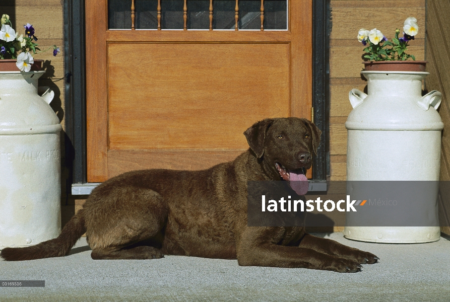 Chesapeake Bay Retriever (Canis familiaris) en puerta