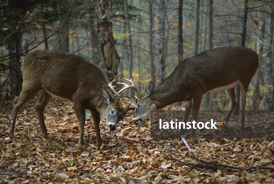 Venado de cola blanca (Odocoileus virginianus) dos bucks sparring en bosque