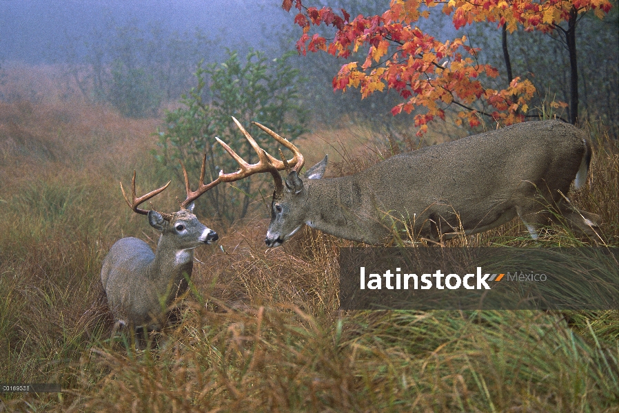 – Venado cola blanca (Odocoileus virginianus) enorme pelota agresivamente que otros buck, montañas d