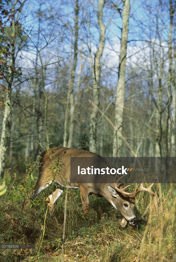 – Venado cola blanca (Odocoileus virginianus) big buck seguimiento aroma femenino