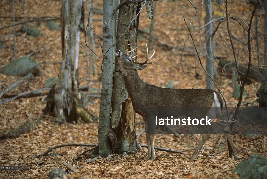 Venado de cola blanca (Odocoileus virginianus) buck lame el rama en bosque