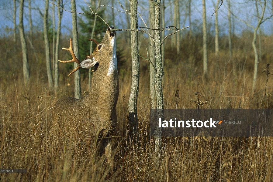 Venado de cola blanca (Odocoileus virginianus) madura lamiendo de rama de buck