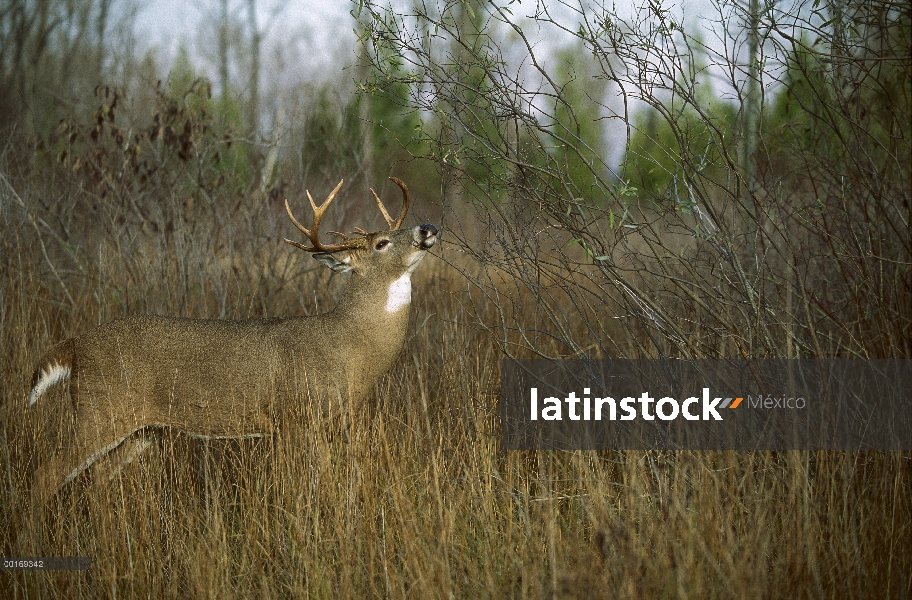 Venado de cola blanca (Odocoileus virginianus) madura lamiendo de rama de buck en claro