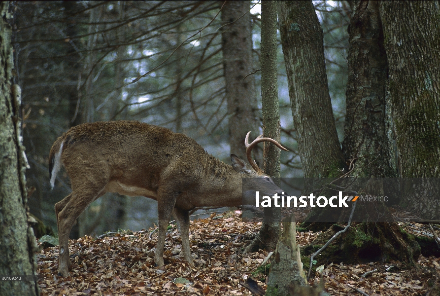 Venado de cola blanca (Odocoileus virginianus) buck cornamentas de frotamiento contra árbol en bosqu