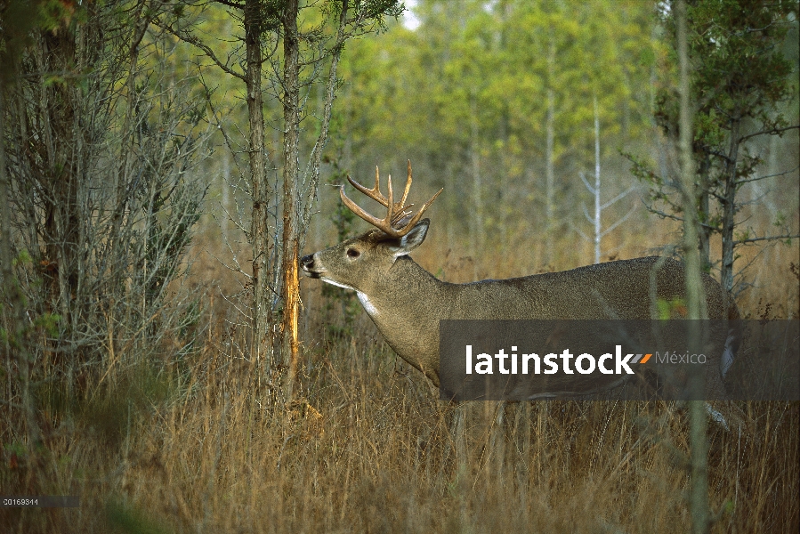 Venado de cola blanca (Odocoileus virginianus) maduran frota fresca que huele buck