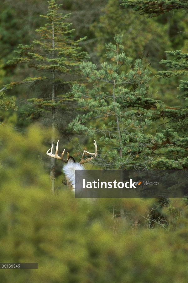 Venado de cola blanca (Odocoileus virginianus) grande madura buck huyendo en cedros mostrando la par