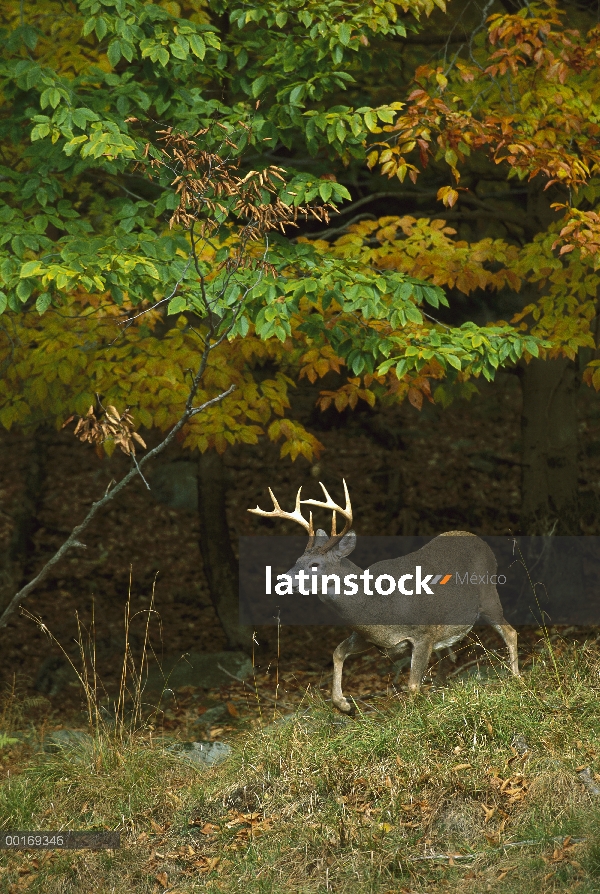 Buck de venado de cola blanca (Odocoileus virginianus) de bosque de otoño