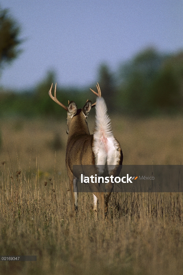 Venado de cola blanca (Odocoileus virginianus) buck huyendo con blanco cola elevada