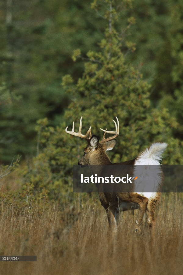 Venado de cola blanca (Odocoileus virginianus) madura buck huyendo mostrando debajo de la cola blanc