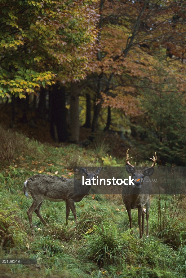 Venado de cola blanca (Odocoileus virginianus) spike un año buck con buck adultos