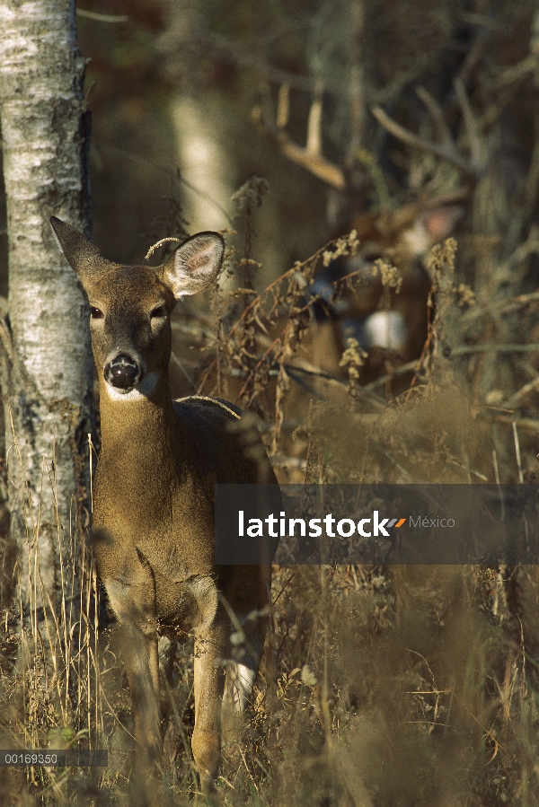 Venado de cola blanca (Odocoileus virginianus) buck vigilando doe en calor