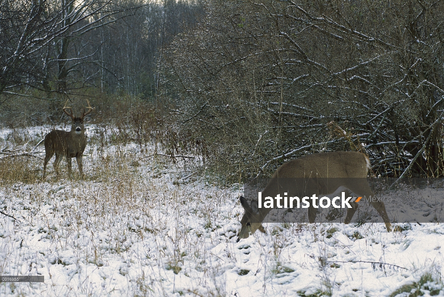 – Venado cola blanca (Odocoileus virginianus) big buck acercarse doe forrajeo en paisaje nevado