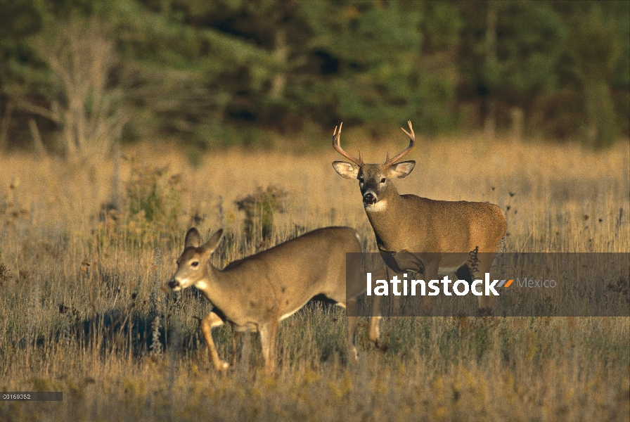 Venado de cola blanca (Odocoileus virginianus) buck persiguiendo doe en campo