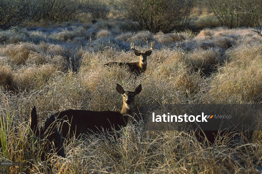 Doe de venado de cola blanca (Odocoileus virginianus) en calor con buck punto ocho grande en campo e