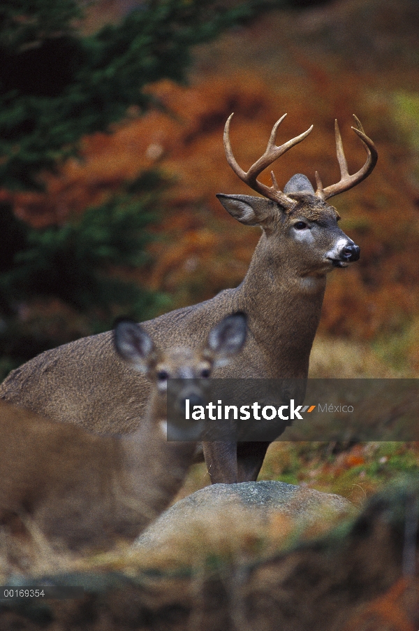 Venado de cola blanca (Odocoileus virginianus) buck vigilando doe en calor