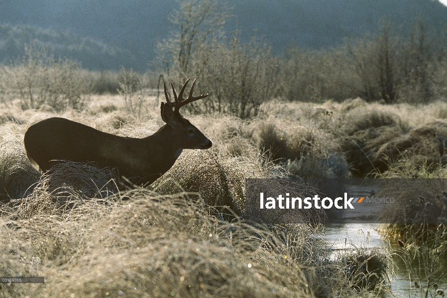 Buck de punto ocho venado cola blanca (Odocoileus virginianus) en pradera helada por corriente