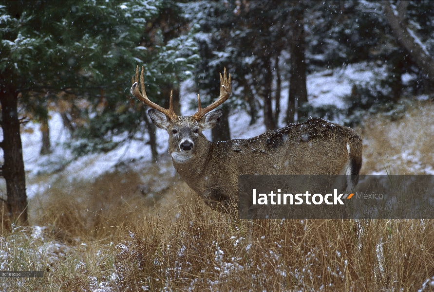 Buck de venado de cola blanca (Odocoileus virginianus) con parrilla amplia en el borde del bosque en