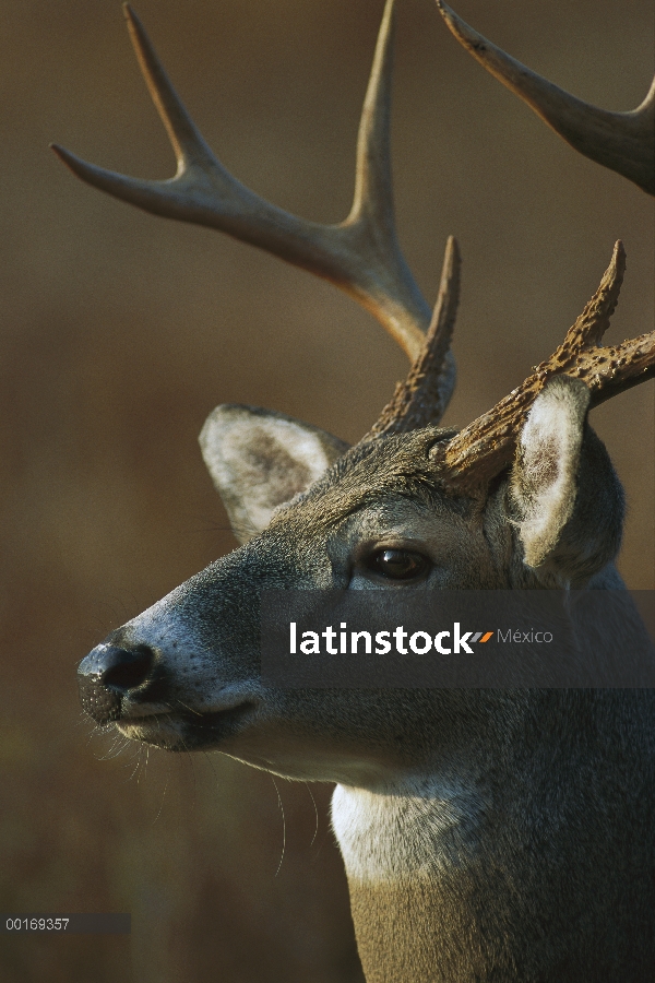 Venado de cola blanca (Odocoileus virginianus) retrato de buck cerca alerta América del norte