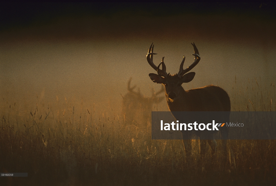 Venado de cola blanca (Odocoileus virginianus) big buck en amanecer campo iluminado con otros buck e