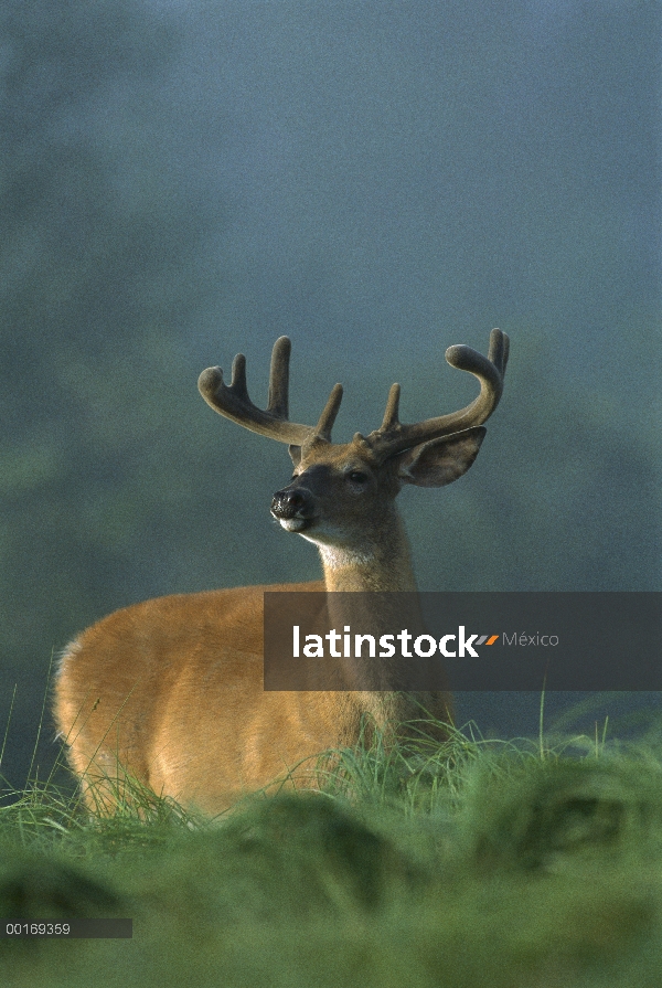 Buck de venado de cola blanca (Odocoileus virginianus) que huele el aire en verano