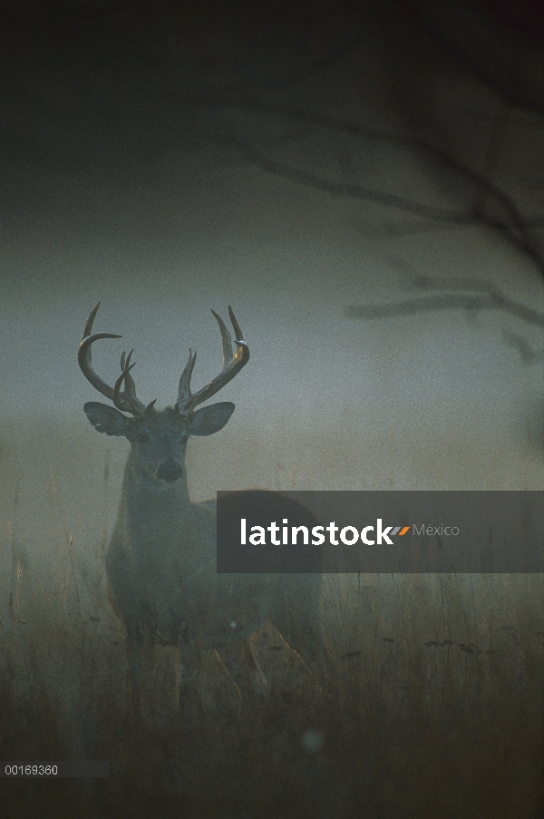 Venado de cola blanca (Odocoileus virginianus) big buck en campo neblinoso