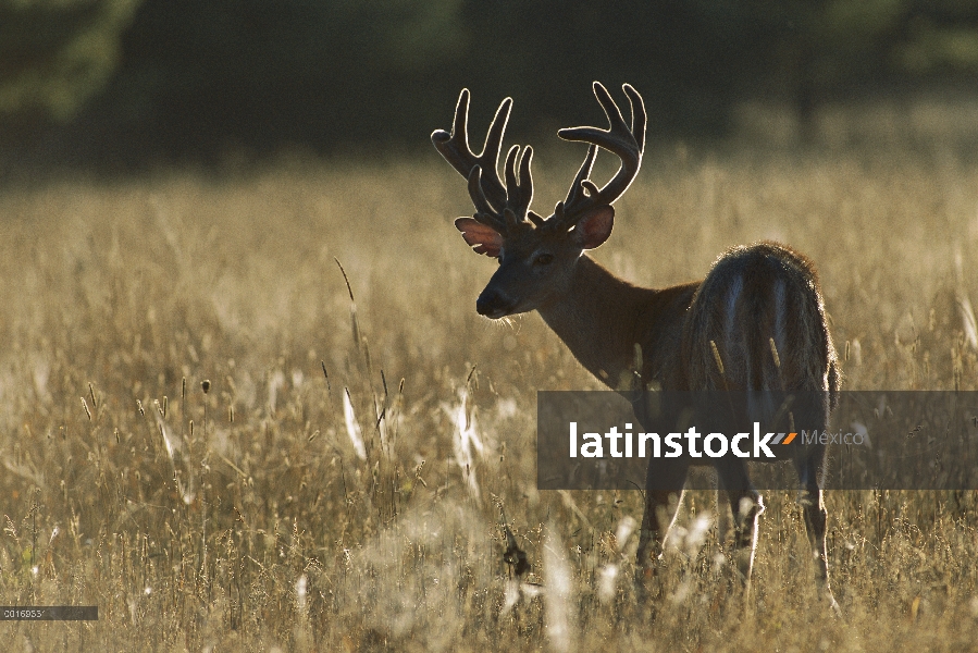 Buck de grande punto ocho venado cola blanca (Odocoileus virginianus) en terciopelo, retroiluminado 