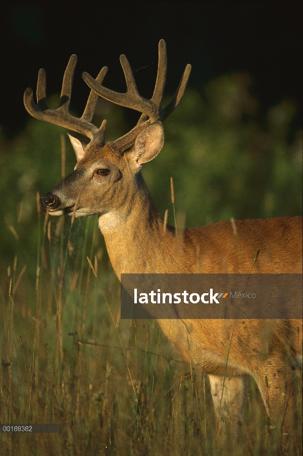 Buck de diez punto de venado de cola blanca (Odocoileus virginianus) en campo del verano