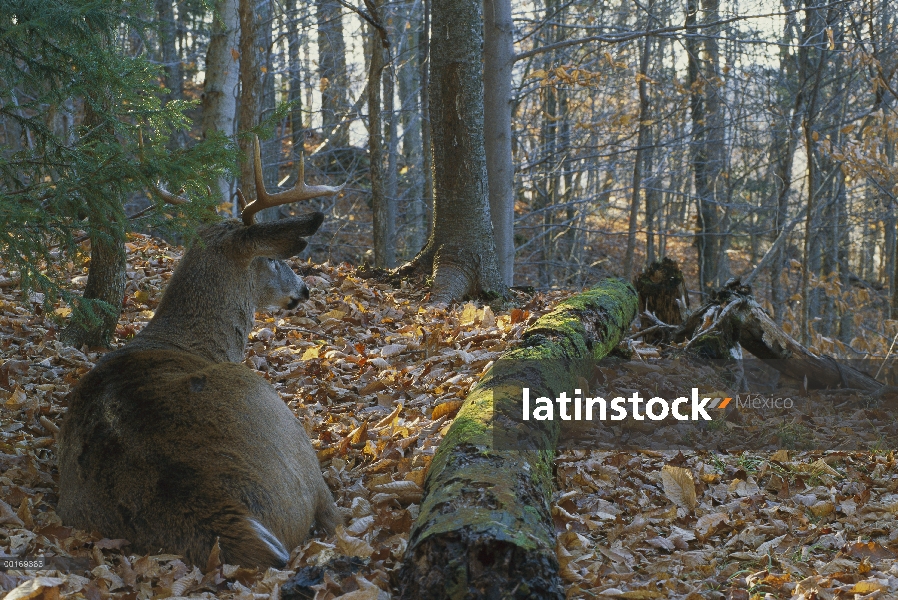 Buck de venado de cola blanca (Odocoileus virginianus), cama en alto punto en el bosque para ver a l