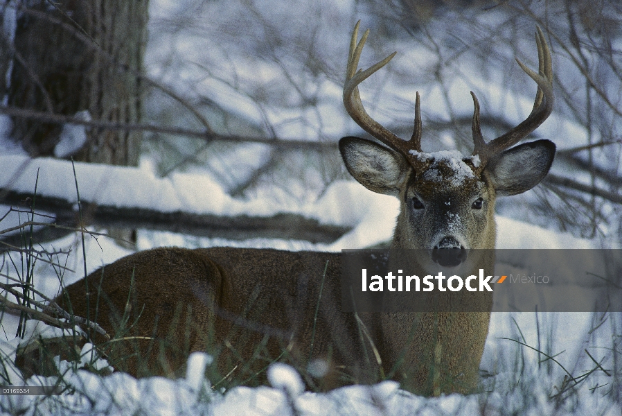 Buck de venado de cola blanca (Odocoileus virginianus) con camas en el bosque de invierno