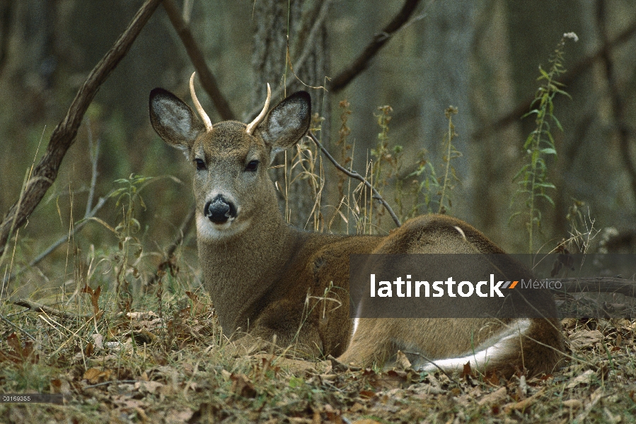 Venado de cola blanca (Odocoileus virginianus) spike un año camas buck