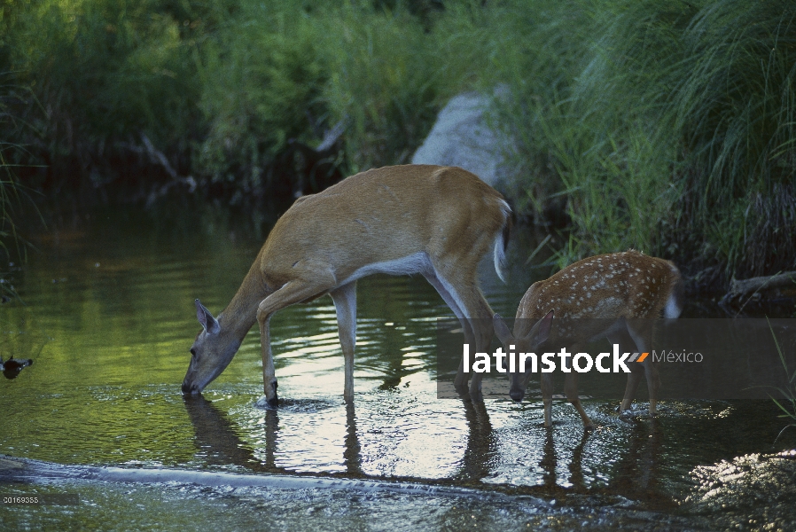 Doe de venado de cola blanca (Odocoileus virginianus) con fawn en Río