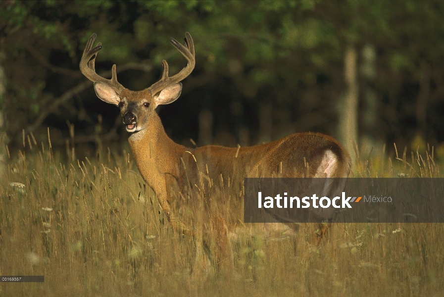 Venado de cola blanca (Odocoileus virginianus) diez punto buck en terciopelo