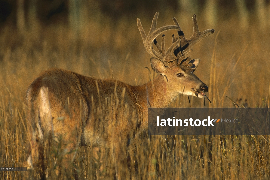 Buck de grande punto ocho venado cola blanca (Odocoileus virginianus) en terciopelo