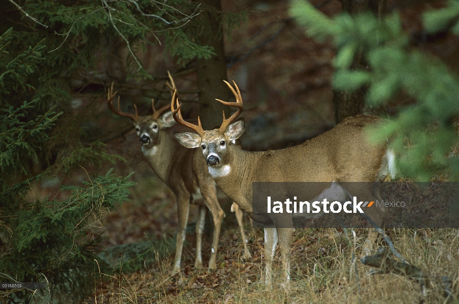 Dos bucks alerta venado de cola blanca (Odocoileus virginianus) en el borde del bosque