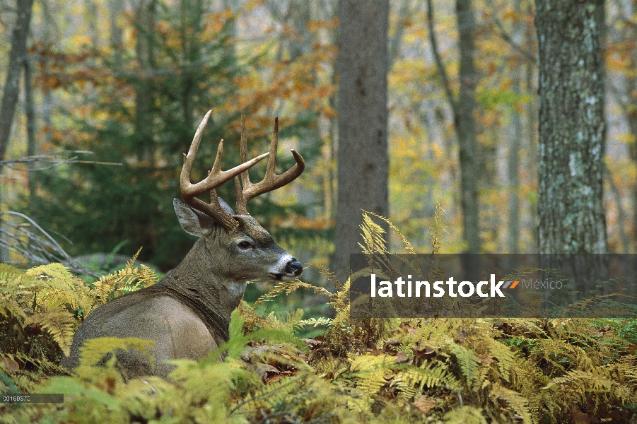 Venado de cola blanca (Odocoileus virginianus) big buck cama en maderas de otoño