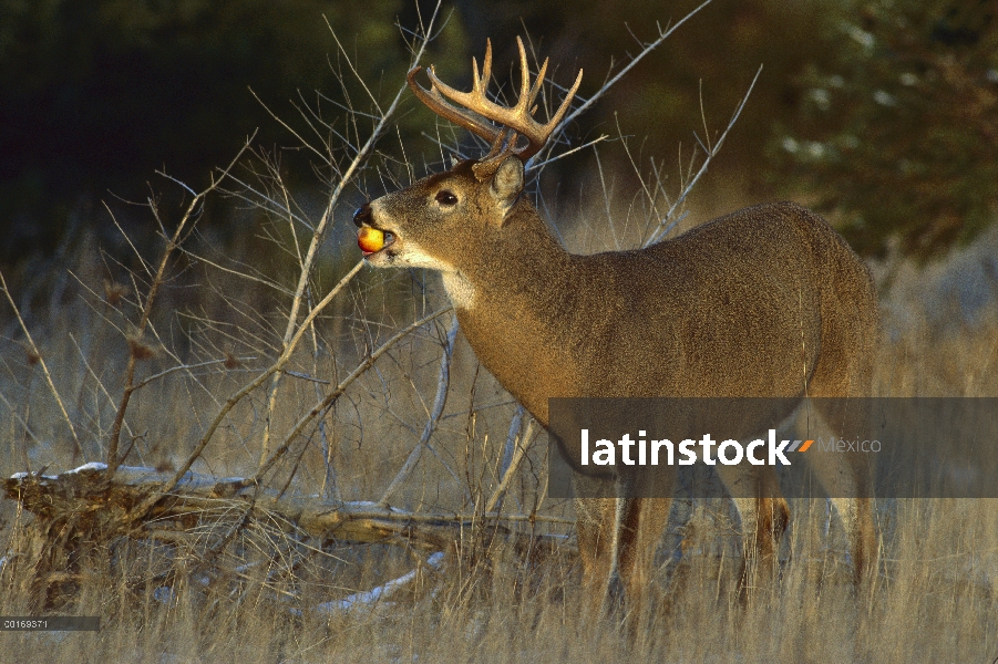 Venado de cola blanca (Odocoileus virginianus) gran buck comer manzana