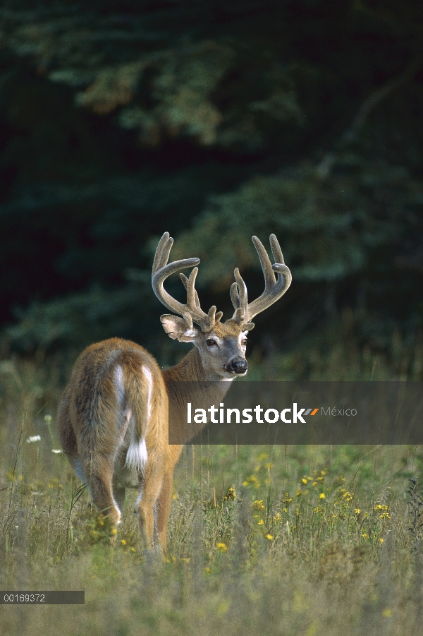 Venado de cola blanca (Odocoileus virginianus) big buck de terciopelo mirando hacia atrás sobre su h