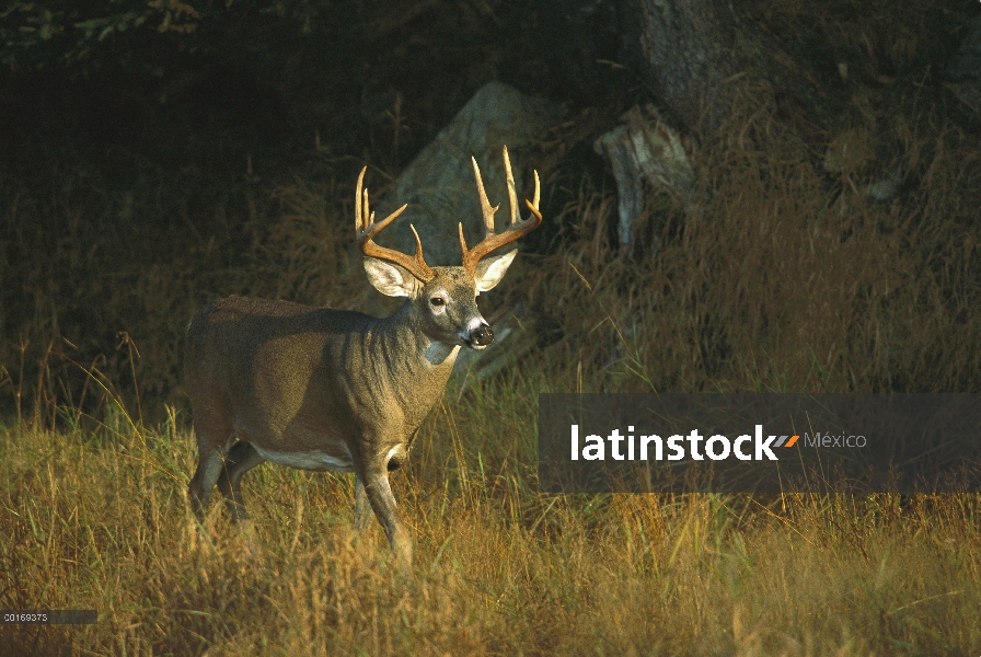 Retrato de buck de doce puntos de venado de cola blanca (Odocoileus virginianus) América del norte