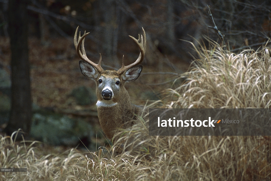 – Venado cola blanca (Odocoileus virginianus) big buck retrato de Norteamérica